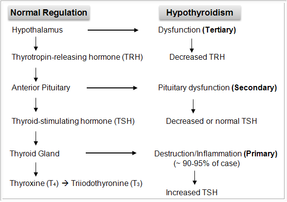 Hypothyroidism - eDucate Health